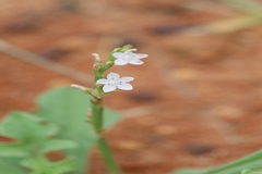 Oxygonum sinuatum